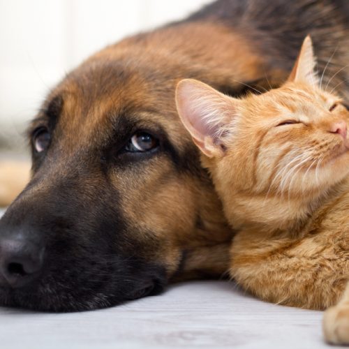 German Shepherd Dog and cat together